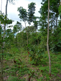 Système agroforestier bos et cacao
