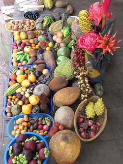 Fruits tropicaux issus de la reforestation