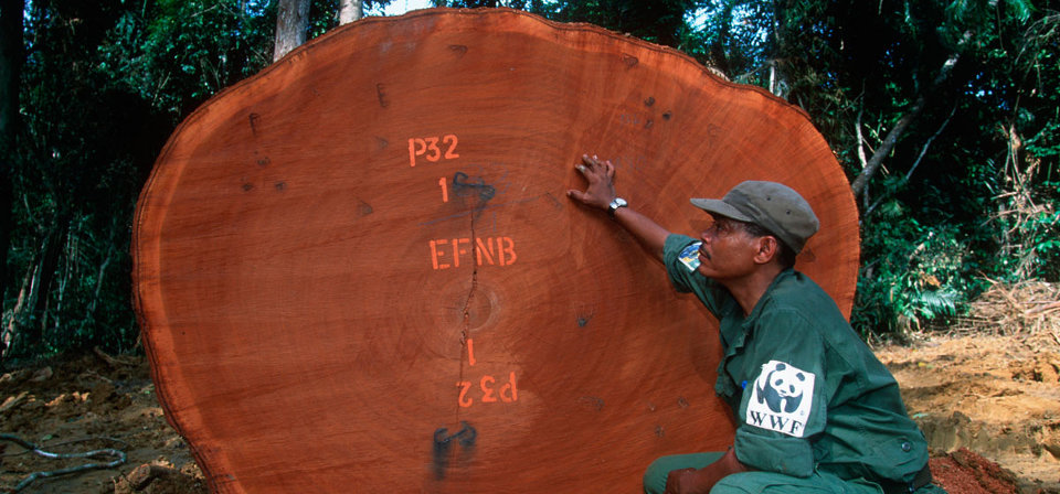 Surveiller l'exploitation du bois dans les forêts tropicales et participer à la séquestration de carbone
