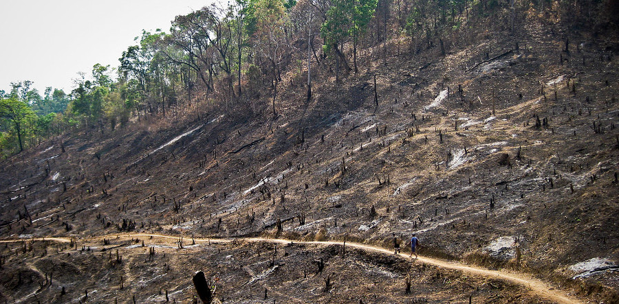 Déforestation massive par la méthode de la terre brulée