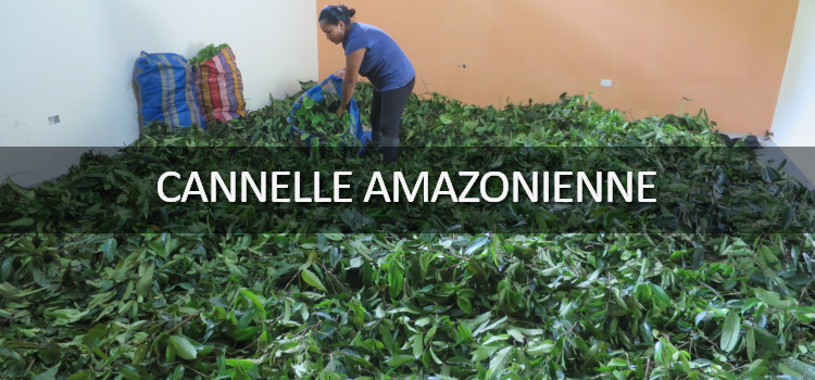 Feuilles de cannelle amazonienne avant séchage