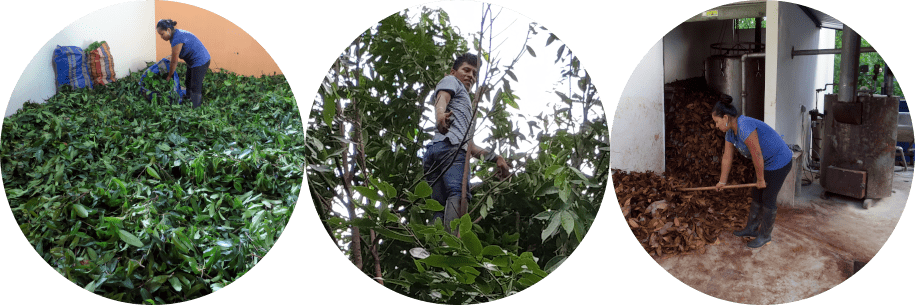 Sector de comercio justo basado en la compra de hojas de canela amazónica