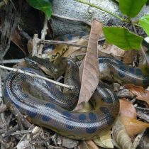 Le célèbre anaconda
