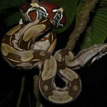 Boa constricteur