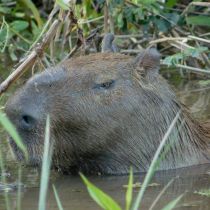 Le capibara d'Amérique du Sud