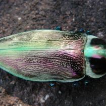 Coléoptère d'Amazonie