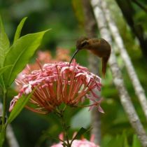 Espèce de colibri d'Amazonie