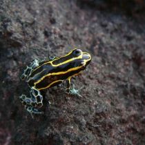 La dendrobate