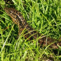 L'iguane