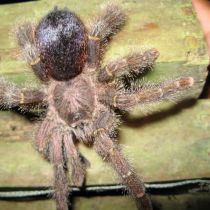 Une mygale brune aux poils urticants