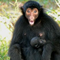 Singe araignée