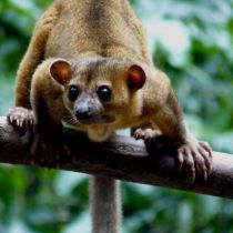 Singe nocturne