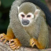Singe-écureuil