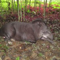Le tapir d'Amérique du Sud