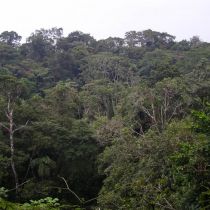 Vue sur la canopée