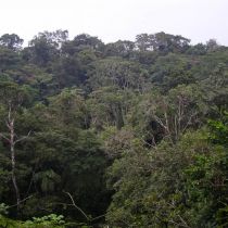 Vue sur la canopée