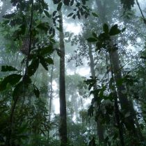 Au plus profond de la forêt