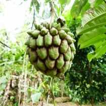 Chirimoya