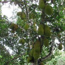Jack-fruits