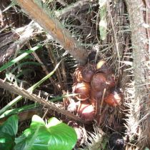 Salak