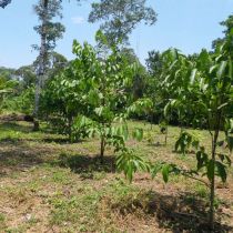 Reboisement avec des arbres fruitiers