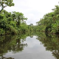 Mangrove