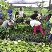 Collecte des jeunes arbres