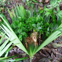 Jeune plant en croissance
