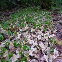 Jeunes plants en croissance