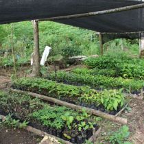 Jeunes plants en pépinière