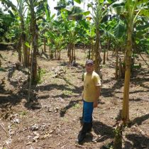 Reforestation avec des arbres fruitiers