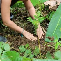 Plantation d'un jeune arbuste