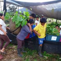 Distribution des jeunes plants