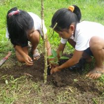 Jeunes filles plantant un arbre