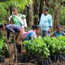 Reforestation en équipe