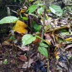 Plant de chuncho