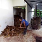 Distillation des feuilles d'Ishpingo
