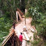 Déforestation sélective