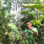 Un agriculteur récolte les feuilles de son arbre