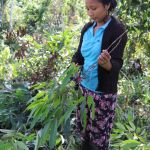 Une kichwa coupe les rameaux d'ocotea quixos