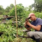 Un bénéficiaire replante un jeune plant