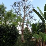Arbre d'Ishpingo