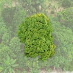Arbre d'Ishpingo âgé de 50 ans