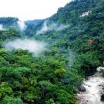 Forêt amazonienne
