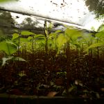 Plantules d'acajou