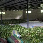 Séchage des feuilles