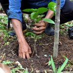 Reforestation de terres dégradées