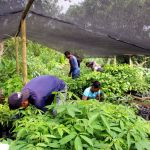Travail en pépinières