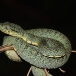 Biodiversité