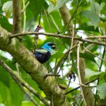 Biodiversité